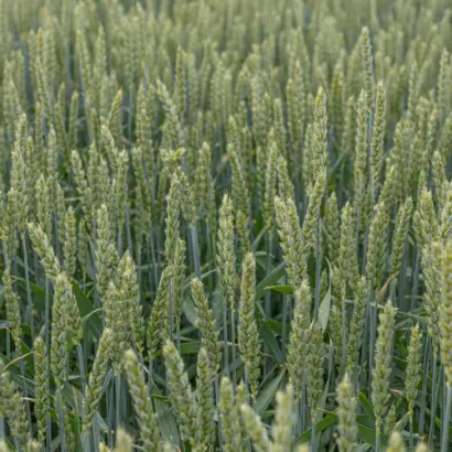 KWS Talent / КВС Талант