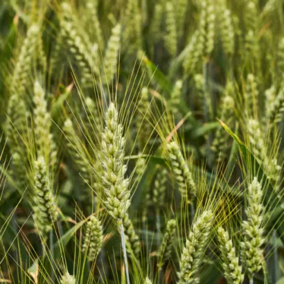 KWS Ultim / КВС Ультім