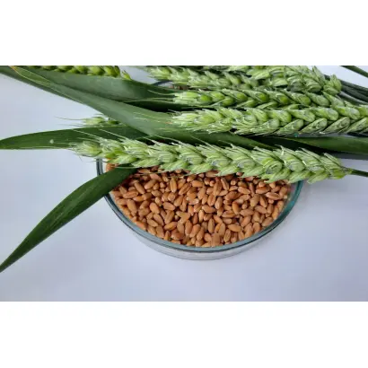 Кесарія Поліська