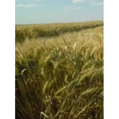 Красуня одесская / Красуня одеська