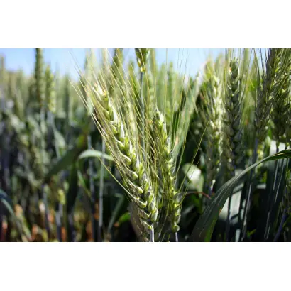 LG ABRAZO / ЛГ АБРАЦО