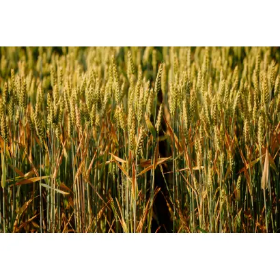 LG Aragonit / ЛГ Арагоніт