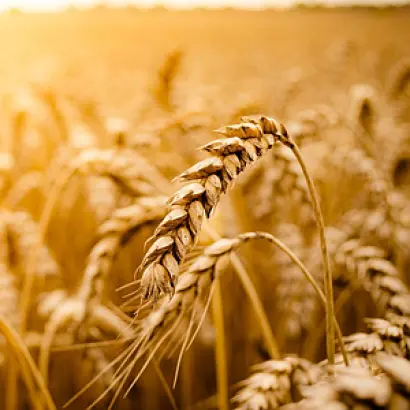 LG EGMONT / ЛГ ЕГМОНТ