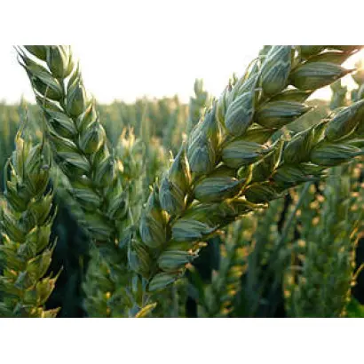 LG Cruzak / ЛГ Крузак