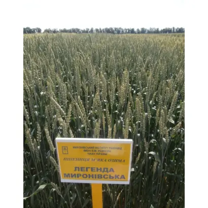 Легенда Миронівська