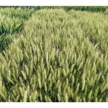 LID MACUMBA / ЛІД МАКУМБА