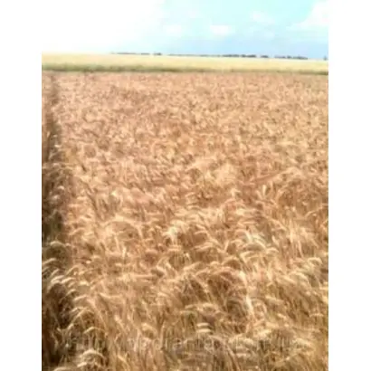 Лісова пісня