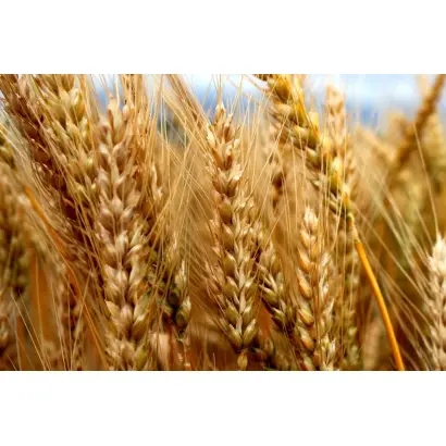 Магістраль