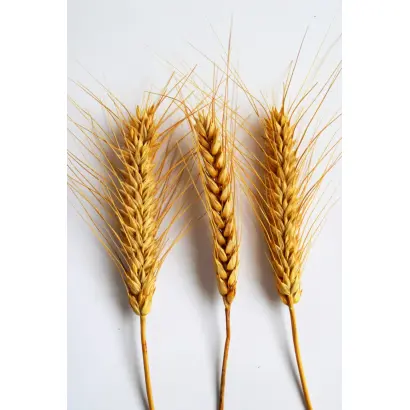 Magnezja / Маґнезіа