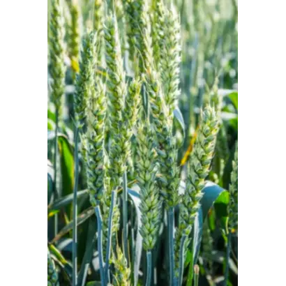 Максима одеська