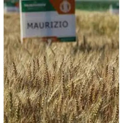 Maurizio / Мауріціо