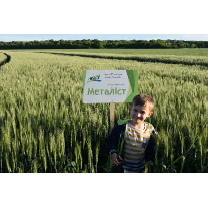 Металлист / Металіст