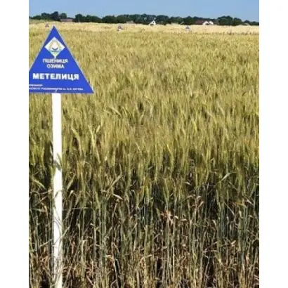 Метелиця харківська