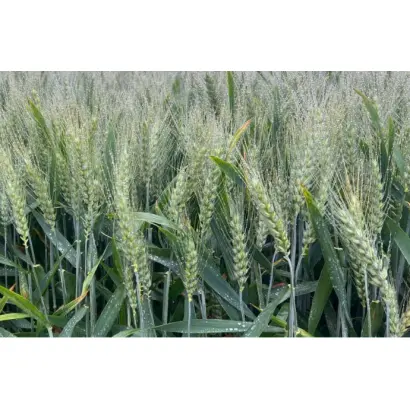 Миронівська слава