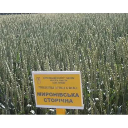 Миронівська сторічна