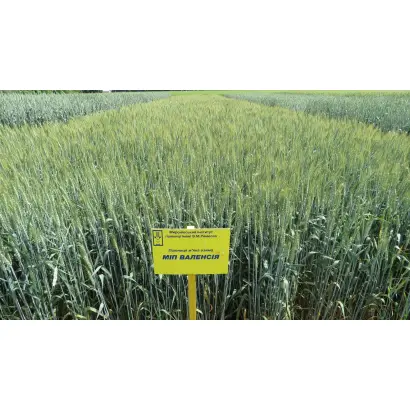 МІП Валенсія