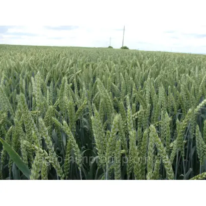 МІП Дарунок