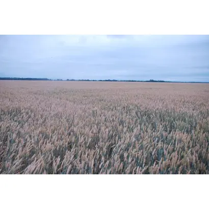 МІП Дніпрянка