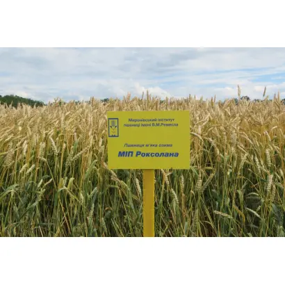 МІП Роксолана