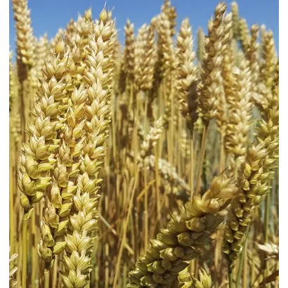 МІП Фортуна