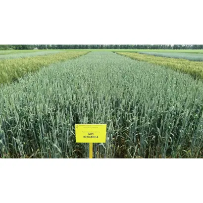 МІП Ювілейна