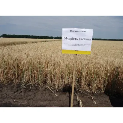 Мудрість одеська