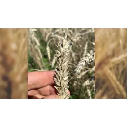 NATULA / НАТУЛА