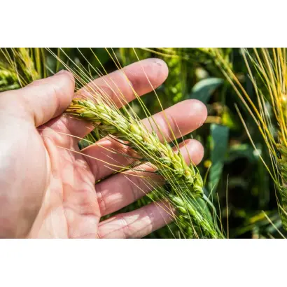 Нива Київщини