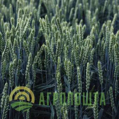 Nordika / Нордіка