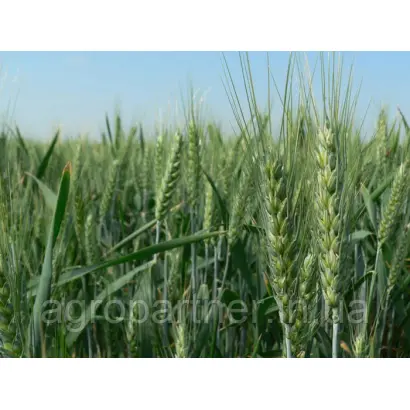 NORDKAP / НОРДКАП