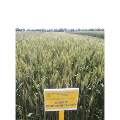 Оберіг Миронівський