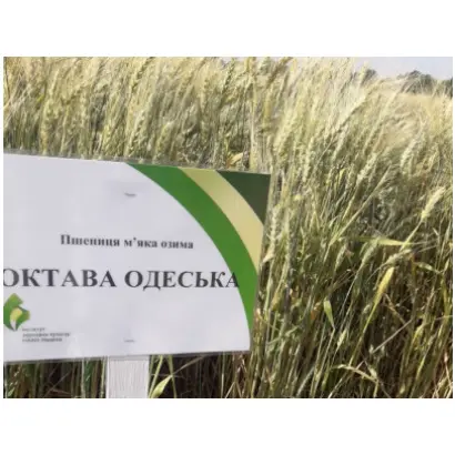 Октава одеська