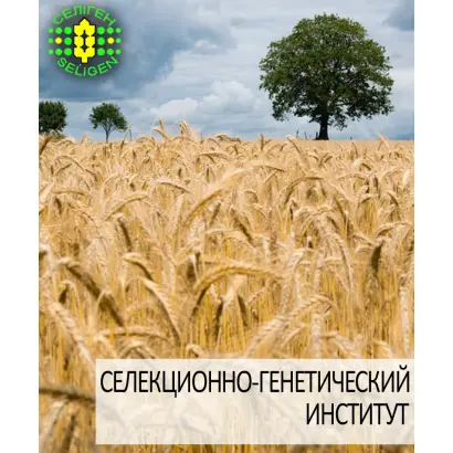 Оптима одеська