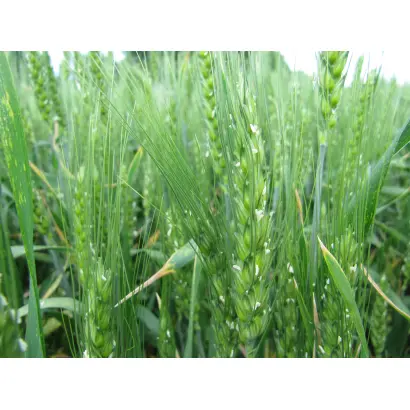 ОРЖИЦЯ НОВА