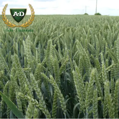 ORTEGUS / ОРТЕГУС