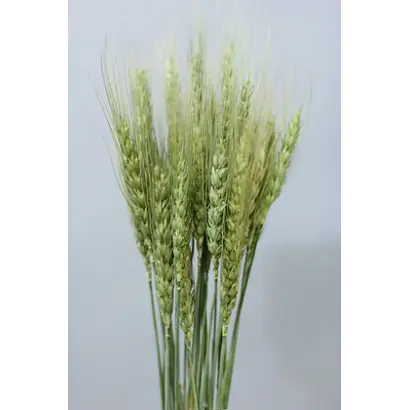 Ostoja / Остойа