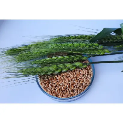 Пам'яті Гірка