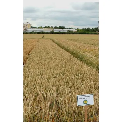 Пам'яті Ремесла