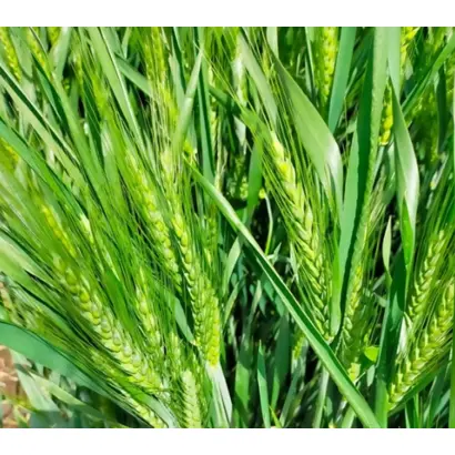 Papillon / Папіллон