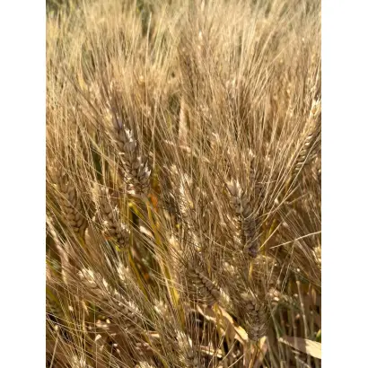 Перемога одеська