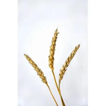 Перлина Лісостепу / Перлина лісостепу