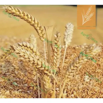 Покровська