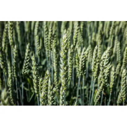 Полтавчанка