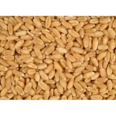 PRAKTIK / ПРАКТІК