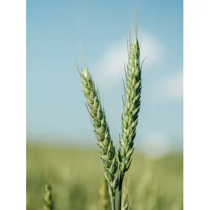 PRODUZENT / ПРОДУЦЕНТ