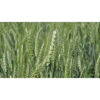 PS AVTONOM / ПС АВТОНОМ