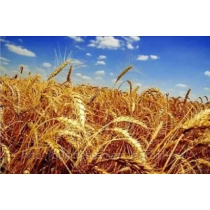 PS SEVASTIANA / ПС СЕВАСТІАНА