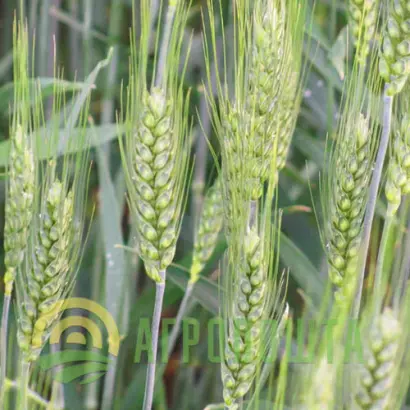 Райгородка