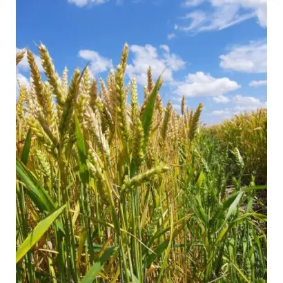 REBELL / РЕБЕЛЛ