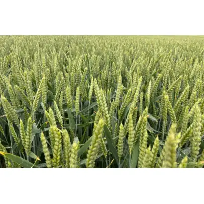 RGT DEPOT / РЖТ ДЕПОТ